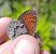 Erebia pandrose © Battisti Andrea