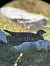 Rock Ptarmigan  - Othmar Binder