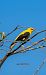 Oriol (Oriolus oriolus) © Jose Molis