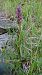 Dactylorhiza cruenta (Orchis rouge sang) © Pernot Jean-Claude
