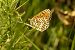 Melitaea didyma  - Paola Bressan