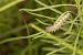 Melitaea didyma © Paola Bressan
