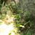 Epipactis helleborine var. minor - Gerard Guillouard