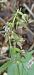 Epipactis helleborine var. minor  - Michel Robin