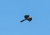 Sparviere (Accipiter nisus) © Roberto Villani