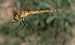 Sympetrum depressiusculum © Andrea Verdelli
