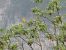 Eurasian Golden Oriole  - Patrizia Vogt