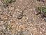 Aesculapean Snake (Zamenis longissimus) © Dolors Rodriguez
