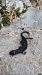 Salamandra alpina (Salamandra atra) © Angelo Sinuello (FVG)