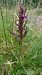 Dactylorhiza alpestris (Orchis des Alpes) © Pernot Jean-Claude