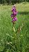 Dactylorhiza alpestris (Orchis des Alpes) © Pernot Jean-Claude
