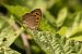 Lycaena phlaeas © Paola Bressan