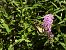 Papilio machaon © Massimino Luigi Brigo