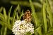 Boloria dia © Paola Bressan