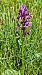 Dactylorhiza lapponica  - Yohan Le Goff