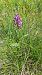 Dactylorhiza lapponica  - Yohan Le Goff
