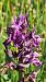 Dactylorhiza lapponica  - Yohan Le Goff