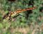 Sympetrum depressiusculum © Andrea Verdelli