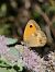 Saltabardisses europea (Pyronia tithonus) © Andreu Canut i Font