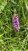 Gymnadenia conopsea (Orchis moucheron) © Christine Lescuyer