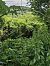 Ailanthus altissima © Elisa de Belli (FVG)