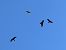Nibbio bruno (Milvus migrans) © Vittorio Poli