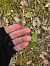 Epipactis sp.  - Andreu Canut i Font