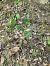 Epipactis sp.  - Andreu Canut i Font