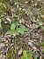 Epipactis sp. © Andreu Canut i Font