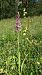 Gymnadenia conopsea (Orchis moucheron) © Pernot Jean-Claude