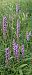 Gymnadenia conopsea © hidden author