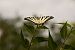 Iphiclides podalirius © Paola Bressan