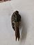 Short-toed Treecreeper - Jesus Aparicio Fernández
