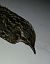 Short-toed Treecreeper - Jesus Aparicio Fernández