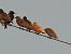 Common Starling  - Kacper Mikulski