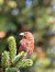 Red Crossbill  - Othmar Binder