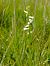 Spiranthes aestivalis  - Gérard Joseph