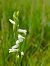 Spiranthes aestivalis  - Gérard Joseph