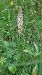 Gymnadenia conopsea (Orchis moucheron) © Pernot Jean-Claude