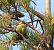 Eurasian Blue Tit (Cyanistes caeruleus) © Joan Pessarrodona