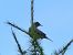Prispolone (Anthus trivialis) © Autore sconosciuto