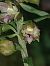 Epipactis leptochila  - Bernard Sonnerat