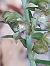 Epipactis leptochila  - Bernard Sonnerat