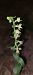 Epipactis fibri  - Bernard Sonnerat