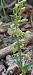 Epipactis fibri  - Bernard Sonnerat