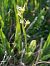 Liparis loeselii  - Bernard Sonnerat
