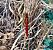 Sagnador escarlata (Crocothemis erythraea) © Ramon Prat Espelt