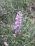 Gymnadenia conopsea  - Dolors Rodriguez