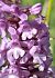 Gymnadenia conopsea (Orchis moucheron) © auteur non diffusé