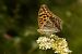 Argynnis paphia © Paola Bressan